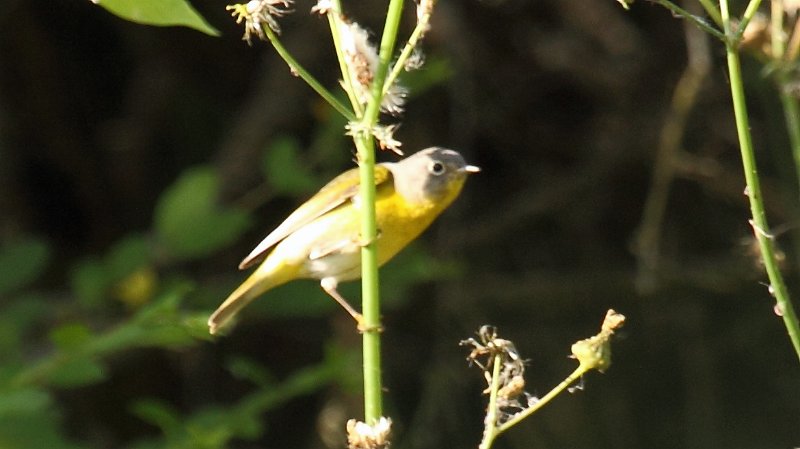 Nashville Warbler High Island_2010_04_24_3855.JPG